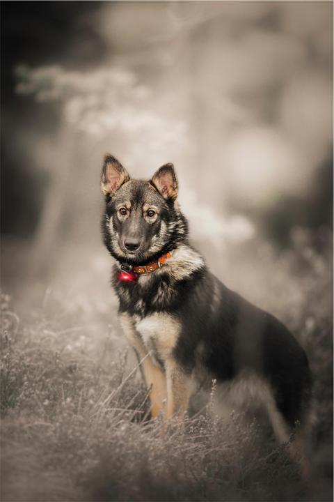 Image du produit Orbiloc Feu de sécurité double pour chien (Taille unique, Chien, Sport canin)