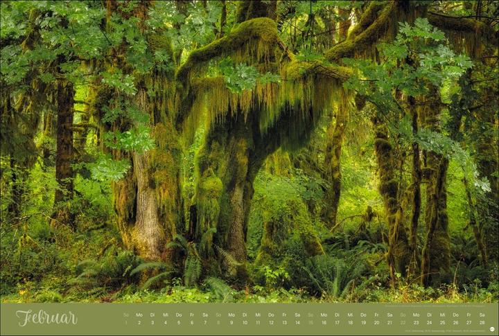 Actual product image Zauberwälder Edition Kalender 2026 (58 x 39 cm)
