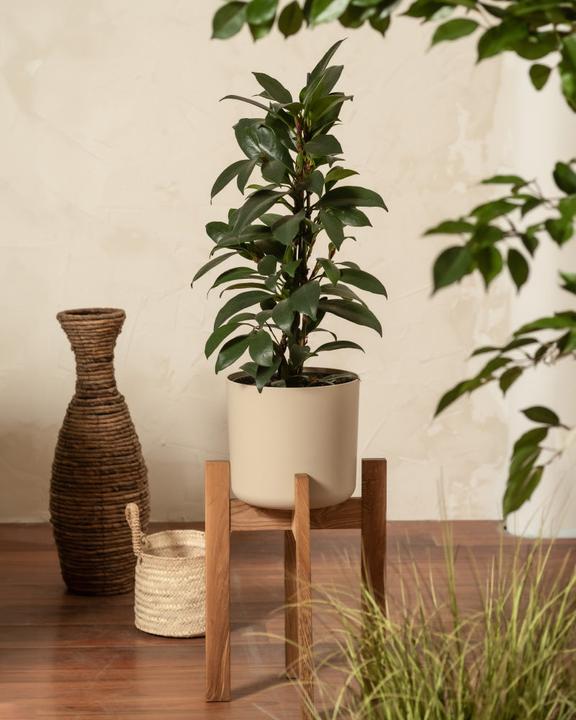 Image du produit feey Stelion