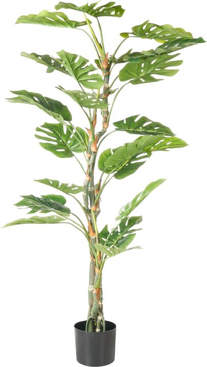Immagine prodotto Beliani Monstera (165 cm)