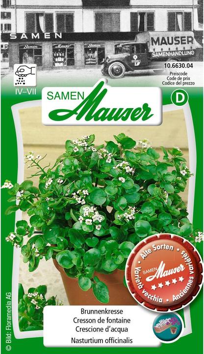 Samen Mauser Brunnenkresse (Kräutersamen)