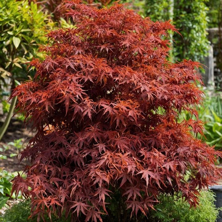 Produktbild Plant in a Box Acer palmatum 'Shaina' - Japanischer Ahorn (80 cm)