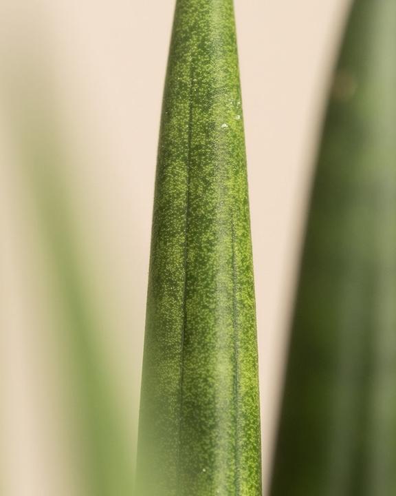 Actual product image feey Straight (25 cm, Freshly repotted)