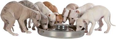 Actual product image Trixie Junior puppy bowl (140 cl)