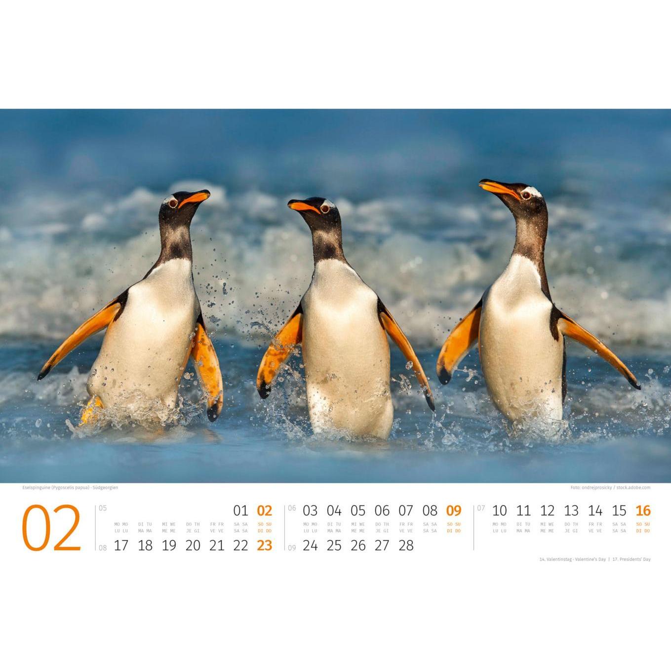 Thumbnail - Ackermann, Kalender, Pinguine Kalender 2025 (45 x 33 cm, Kein Einband, Deutsch, Englisch, Italienisch, Französisch)
