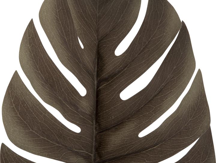 Actual product image present time Monstera Stem (61 cm)