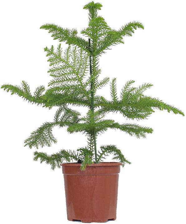 Produktbild Plantlovers Araucaria Heterophylla (Zimmertanne) (40 cm, Frisch umgetopft)