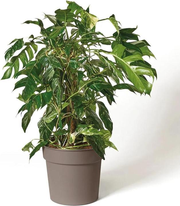 Produktbild Euro3plast Pflanzkübel Tellus Ø 20 cm taupe Greener