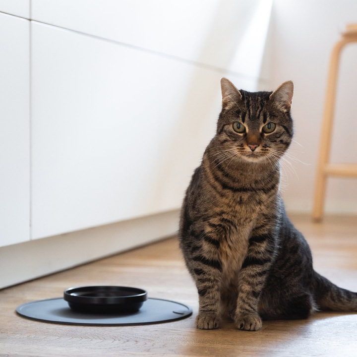 Produktbild LucyBalu BOWL Porzellan Katzennapf