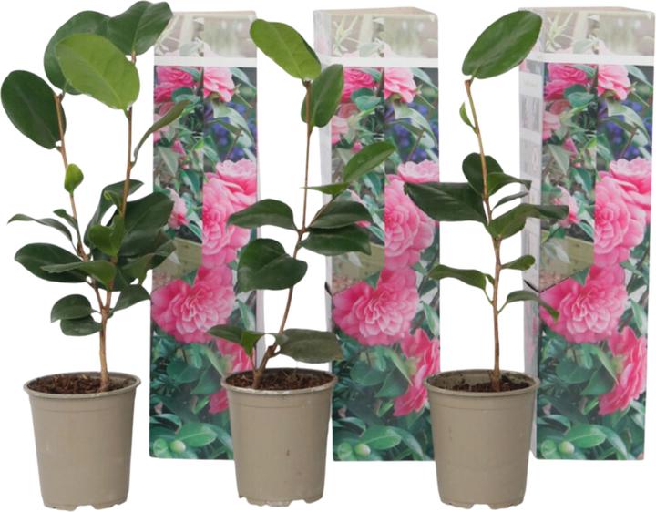 Produktbild Plant in a Box Camellia japonica Bonomiana - 3er Set Japanische Rosen (25 cm)