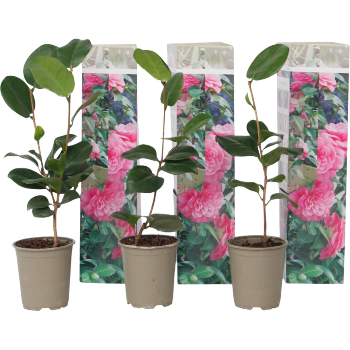 Plant in a Box, Pflanzen, Camellia japonica Bonomiana - 3er Set Japanische Rosen (25 cm)