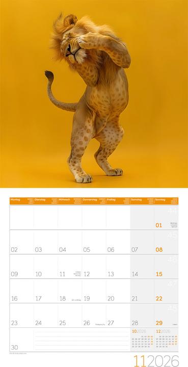 Produktbild Dancing Animals Kalender 2026
