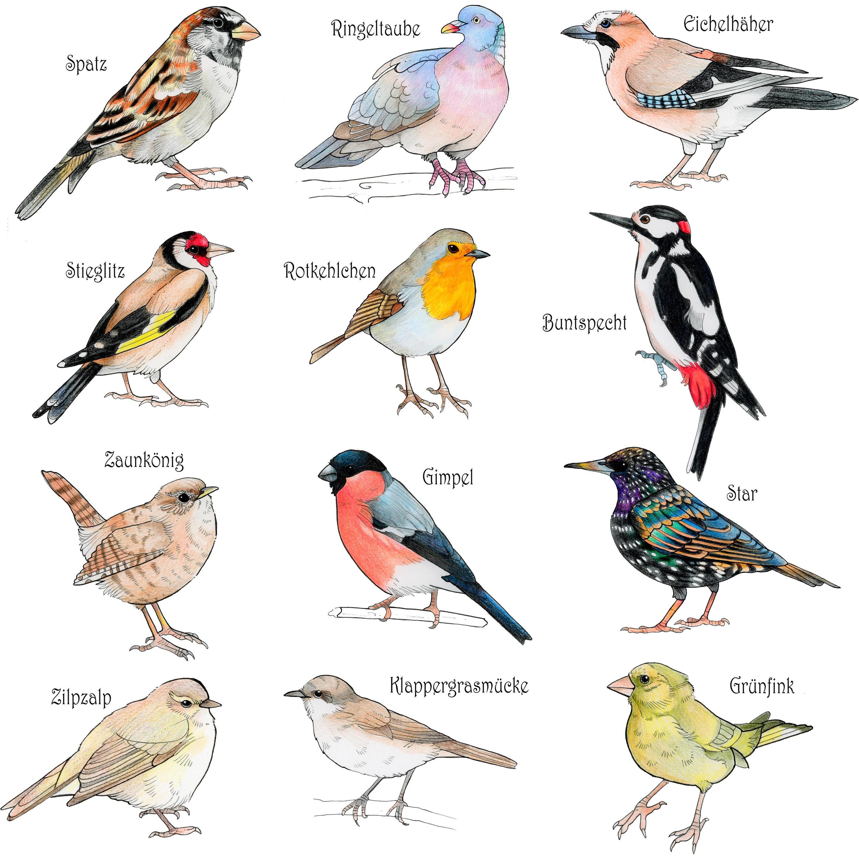 Thumbnail - Frech Color & Cut - Vögel