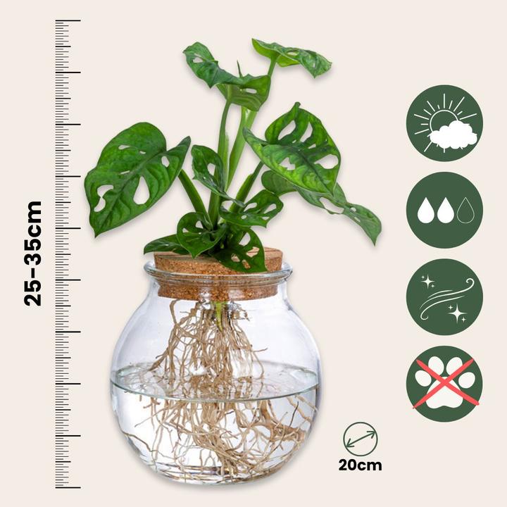 Produktbild Plant in a Box Monstera Adansonii 'Monkey Mask' - Fensterblatt in Glas (35 cm)