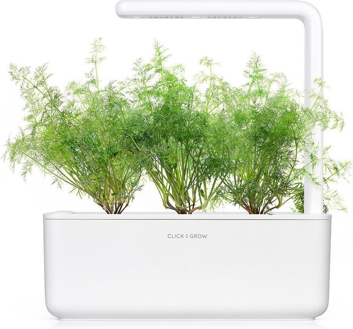 Actual product image Click and Grow Dill (Herb seeds)