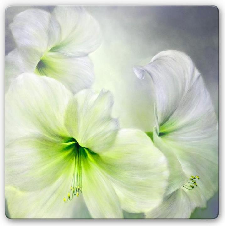 Immagine prodotto Trenddeko Amaryllis bianco (50 x 50 cm)
