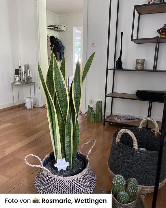 Immagine prodotto feey Grosse Schwiegermutterzunge (60 cm, Appena rinvasata)