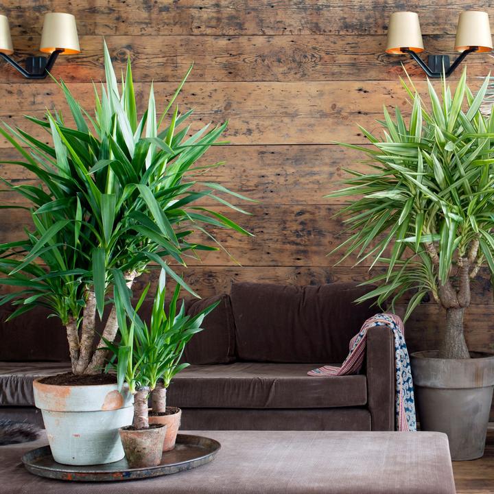 Actual product image Plant in a Box Yucca elephantipes - (50 cm)