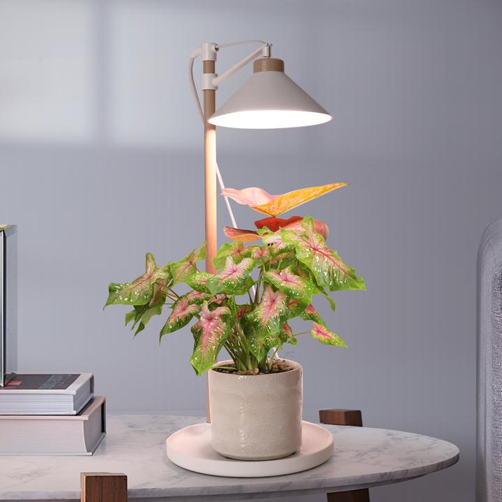 Immagine prodotto Enne Interior Solis Plant Light, 9W/940 550 lm (LED)