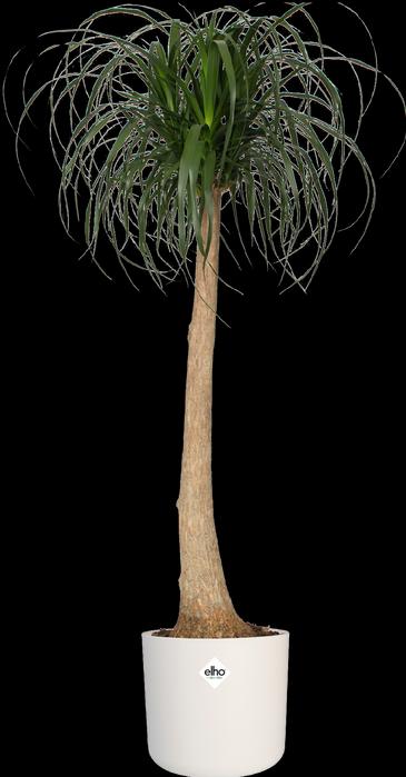 Actual product image Elho b.for soft (13.80 cm)