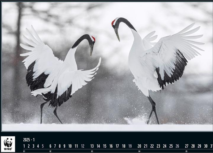 Produktbild WWF Wildlife 2025