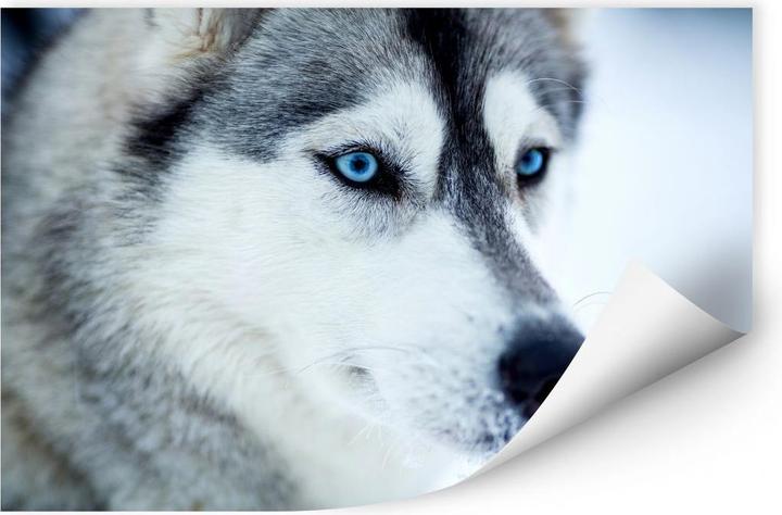 Immagine prodotto Trenddeko Occhi blu ghiaccio (120 x 80 cm)