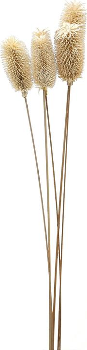 Actual product image Hill Interiors Thistle Dried Plant (60 cm)