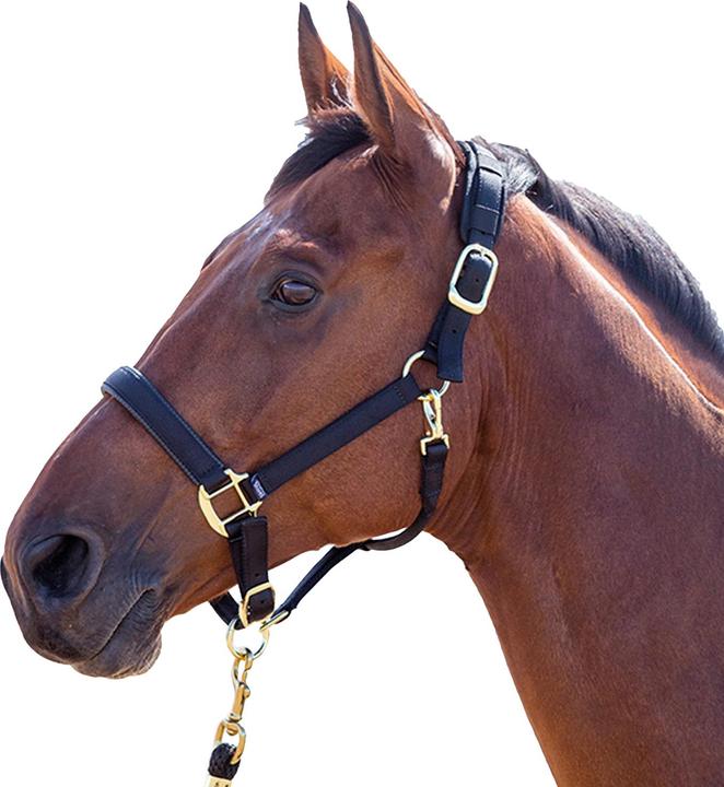 Immagine prodotto Shires UTER239 P