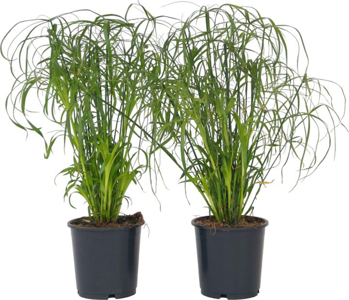 Image du produit Plant in a Box Cyperus alternifolius - Set de 4 laîches parasols (50 cm)