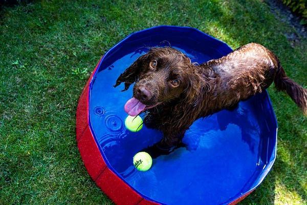 Actual product image Nobby Dog pool (Dog pool)
