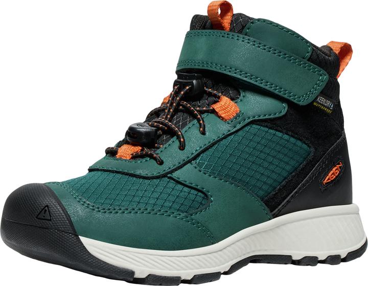 Gold Flame, Ponderosa Pine