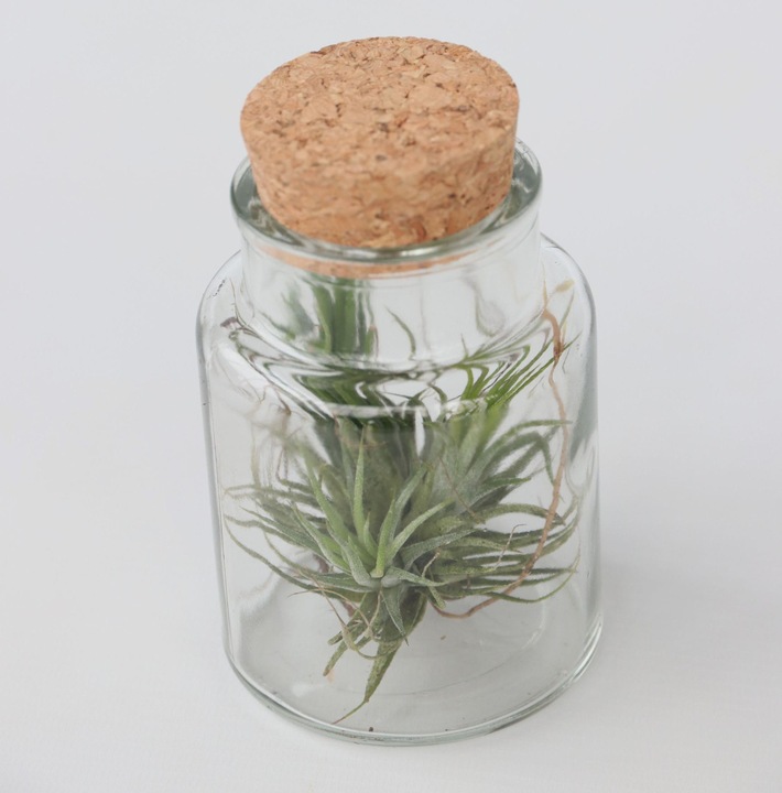 Produktbild Plant in a Box Tillandsia - 3er Mischung Tillandsien in Glasflaschen (5 cm)