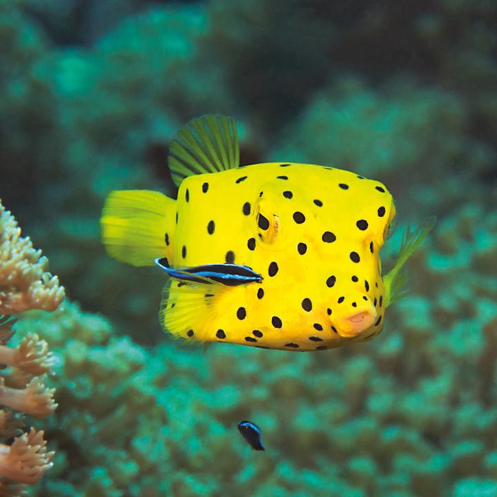 Produktbild Meerestiere 2026 (30 x 30 cm, Harter Einband, Deutsch, Spanisch, Französisch, Tschechisch, Polnisch, Niederländisch, Italienisch, Englisch)