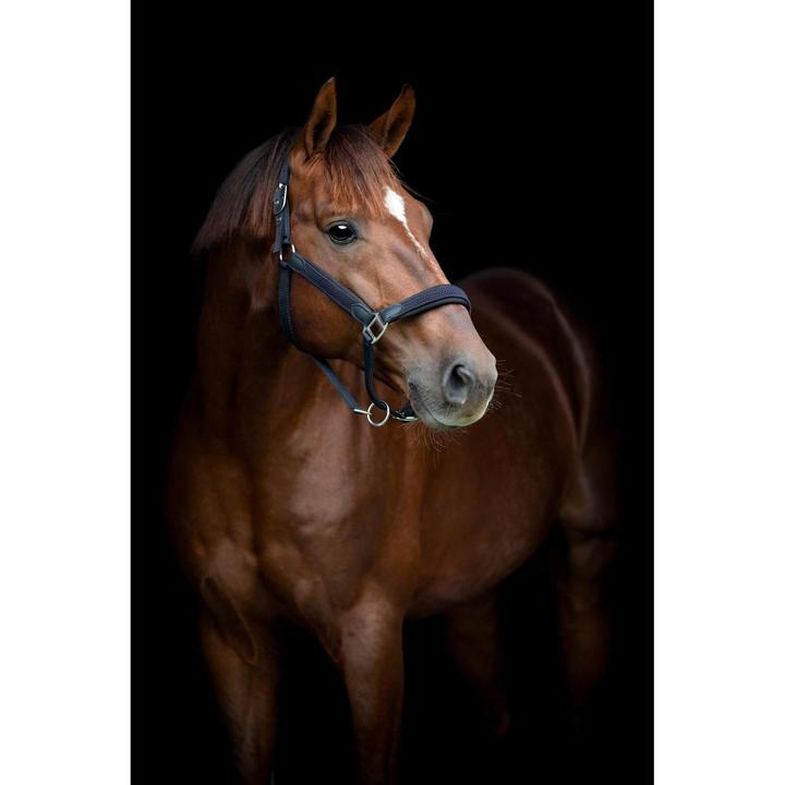 Immagine prodotto Horse Guard Vardia