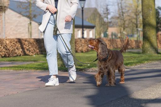 Actual product image Designed by Lotte Dog collar Velura (50, Dog, Jogging, Walks)