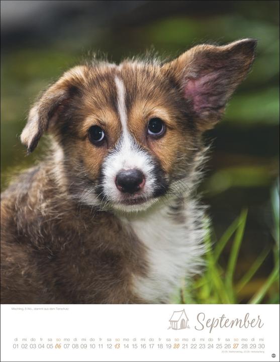 Actual product image Hundekinder Posterkalender 2026