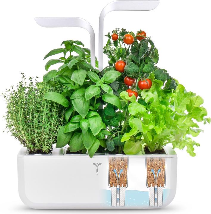 Produktbild Véritable Classic (18.50 cm)