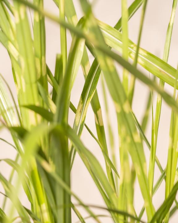 Produktbild feey Miscanthus sinensis 'Strictus'
