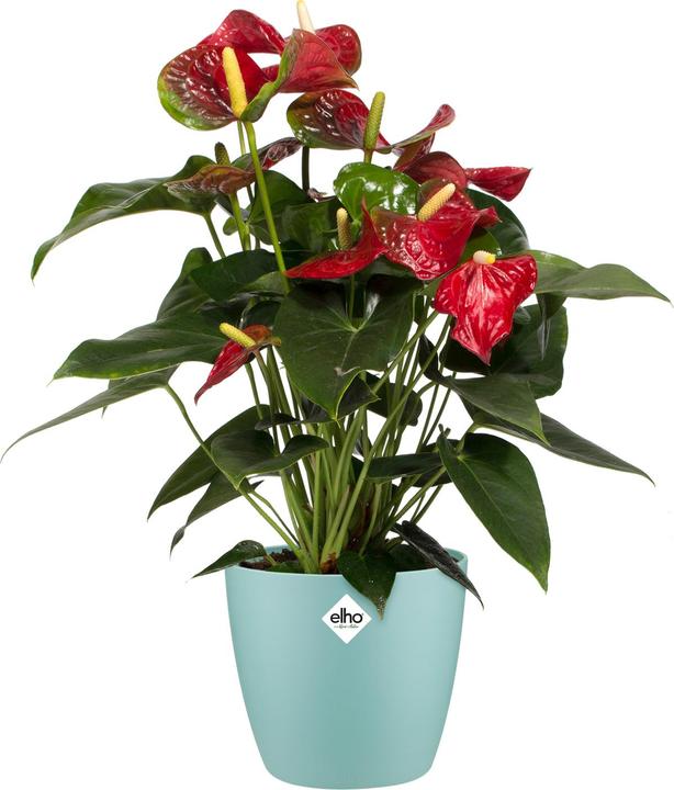 Produktbild Elho Blumentopf (14 x 12.60 cm)