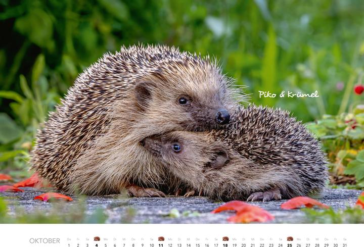 Produktbild Tierkinder auf dem Bauernhof Kalender 2026 (Harter Einband, Deutsch)
