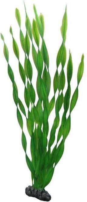 Image du produit Dohse Vallisneria 20 cm (Décoration, Plantes)
