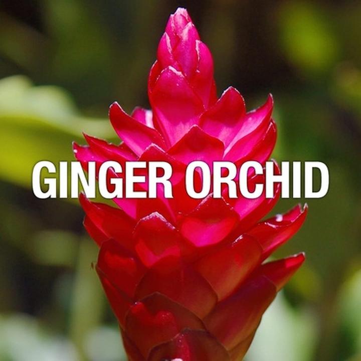 Image du produit Liz Claiborne Curve Wave (Eau de toilette, 100 ml)