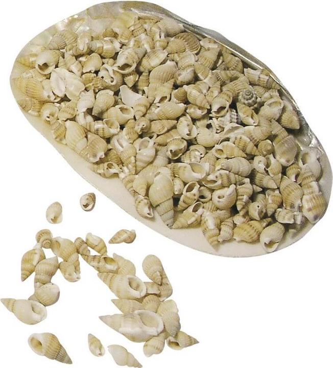 Rayher Post horn shells