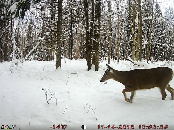 Immagine prodotto Boly Cam 48MP/1080P Video/Nero IR 940nm