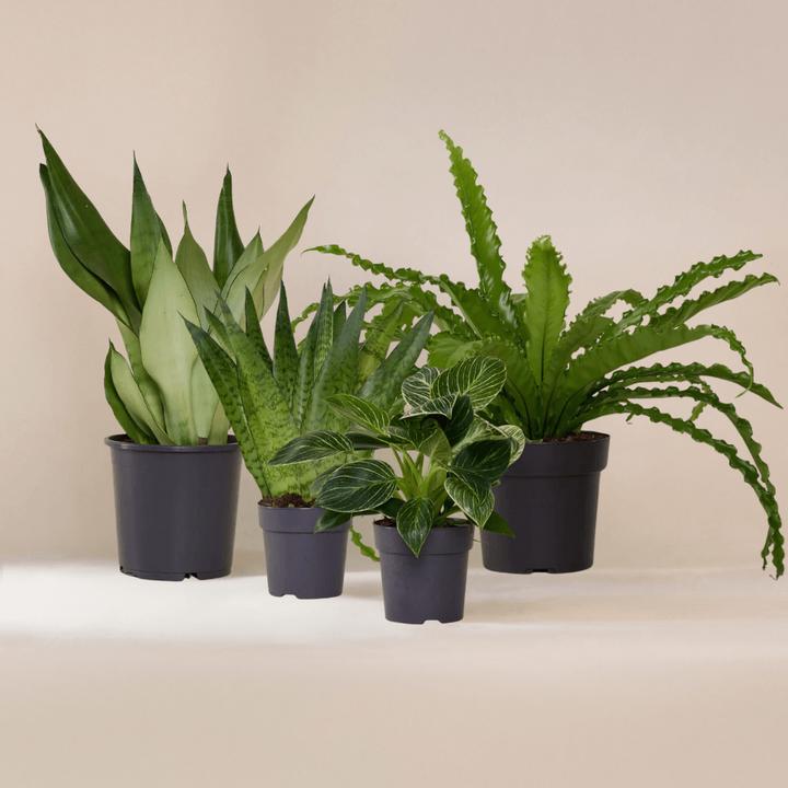 Produktbild Mary and Plants Easy Care (Frisch umgetopft)