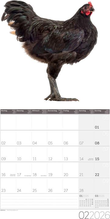 Produktbild Verrückte Hühner Kalender 2026 - 30x30 (30 x 30 cm, Harter Einband, Englisch, Französisch, Deutsch, Italienisch)