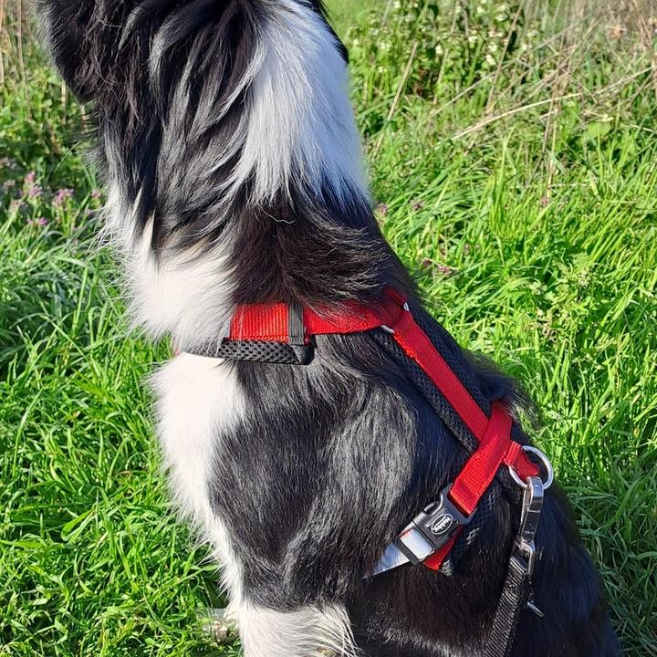 Actual product image Nobby Daily Walk Comfort