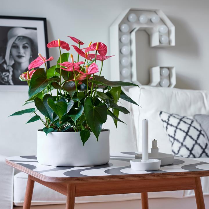 Produktbild Plant in a Box Anthurium 'Colorado Pink" - (40 cm)