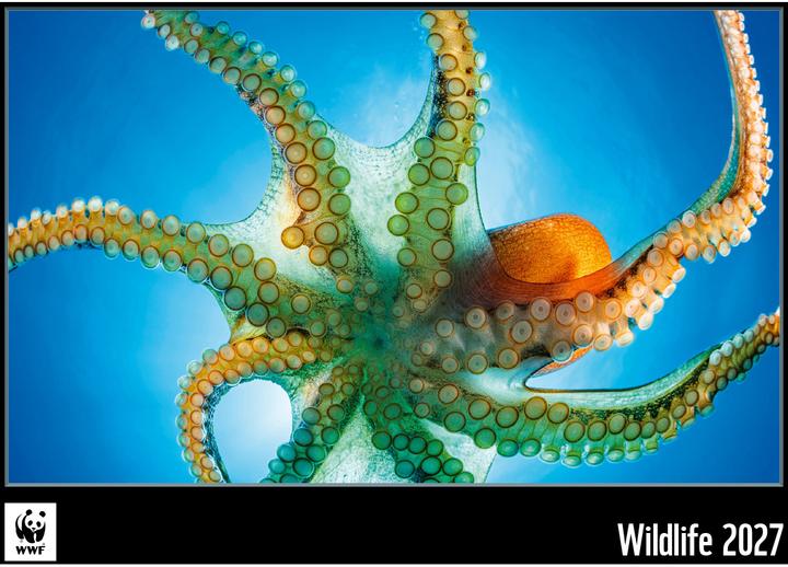 Produktbild WWF Kalender 2025