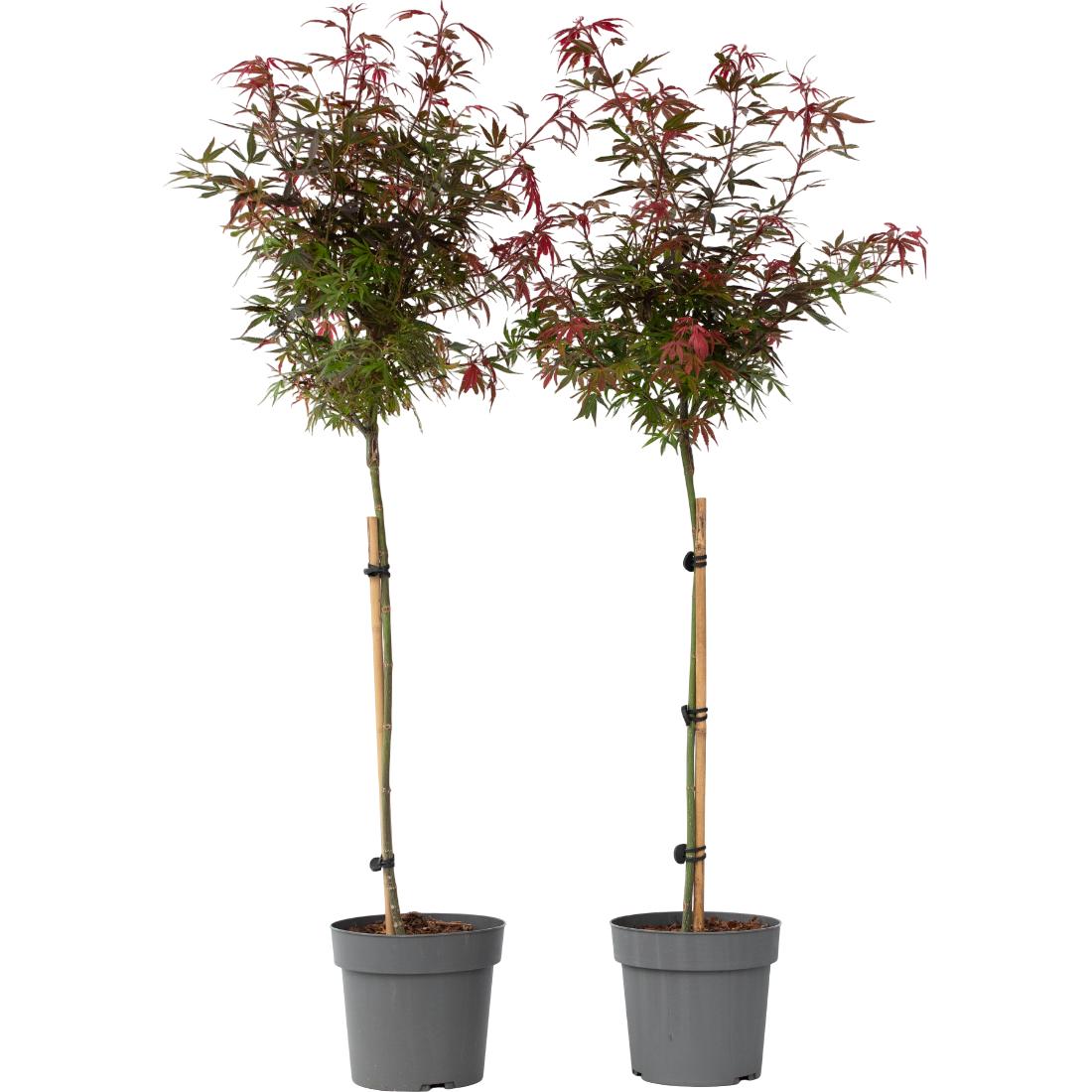 Plant in a Box, Pflanzen, Acer palmatum 'Shaina' - 2er Set Japanischer Ahorn (80 cm)